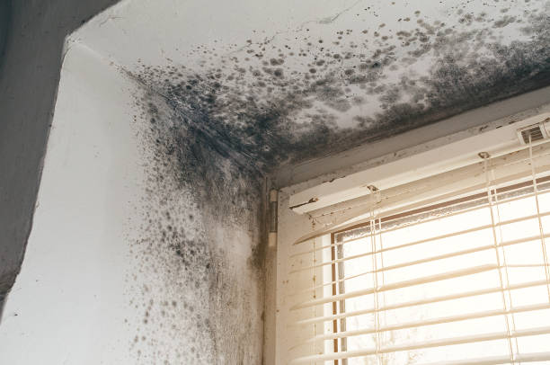 Affordable Mold Cleanup solutions in Arlington Heights, PA